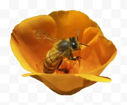 在花朵里采蜜的蜜蜂...