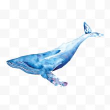 手绘水彩一只唯美的蓝色座头鲸插