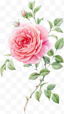 水彩手绘粉色玫瑰花...