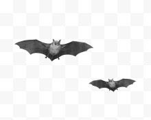 两只黑色蝙蝠