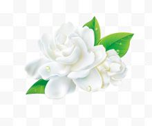 白色茉莉花朵
