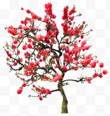 一颗红色桃花树