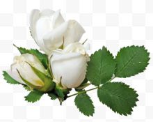 白色玫瑰花素材