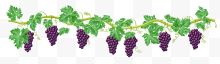 挂在枝头的紫葡萄