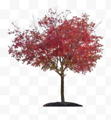 一棵红色枫树