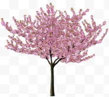 一棵粉色桃花树