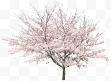 立面桃花桃树