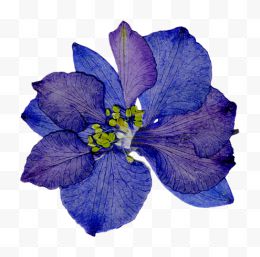 精美压花干花蓝紫色花朵...