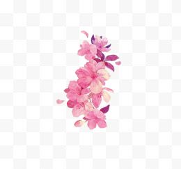 粉色花朵芍药