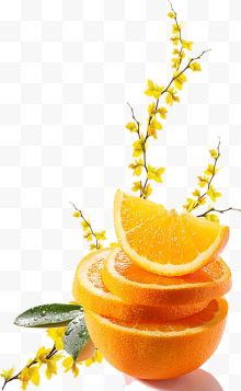 黄色迎春花橙子切片
