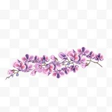 手绘紫色蝴蝶兰