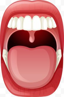 人体的牙齿器官大嘴