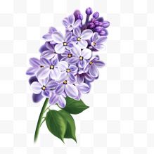 蓝色紫丁香