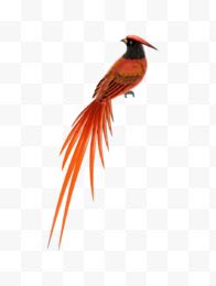 一只橙色小鸟