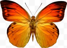 橙色的蝴蝶 蝴蝶