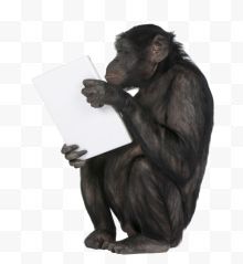抱着笔记本电脑的黑猩猩...