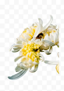 盛开的白色菊花