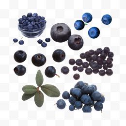 蓝色和紫色散乱的蓝莓熊果苷