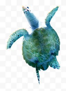 海龟海洋生物夏日