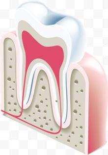 创意牙齿剖面卡通