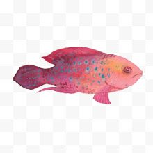 水彩红色小鱼