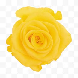 高清漂亮的黄玫瑰 1...