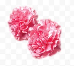两朵粉色康乃馨花朵...