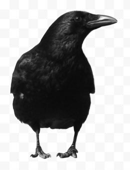 黑乌鸦