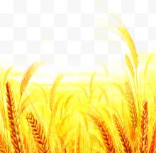 环境渲染效果黄色小麦