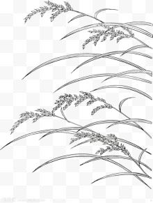 写实线稿手绘水稻