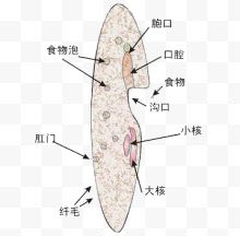 生物线粒体细胞