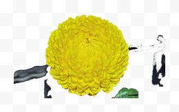 黄色大菊花