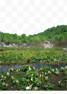 植被流水