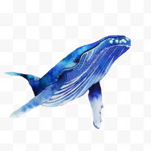 一只手绘蓝色温和座头鲸插画