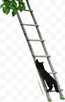 猫爬梯子
