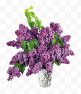 一束紫色丁香花