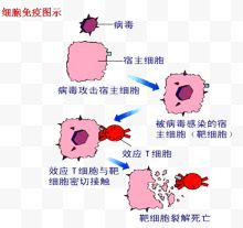 细胞免疫图