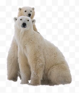 小北极熊趴在妈妈的背上
