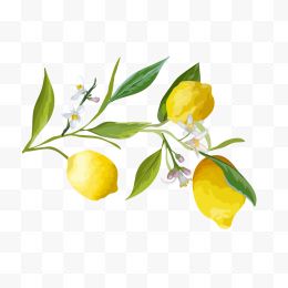 黄色柠檬树枝
