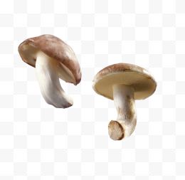 两个新鲜小蘑菇