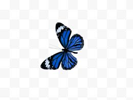 蓝色自由蝴蝶