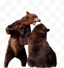 争斗的棕熊直立