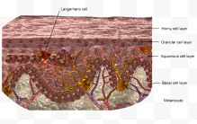 皮肤结构