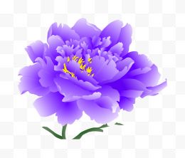 淡紫色牡丹花