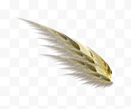 羽毛与翅膀22