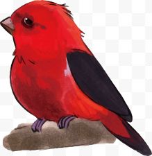 一只红色小鸟