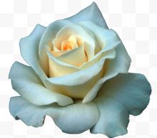 一朵白色玫瑰花