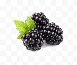 黑莓水果Png