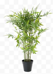 绿色竹子盆栽