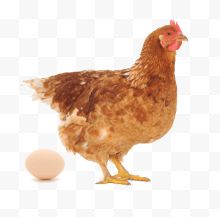 鸡下蛋